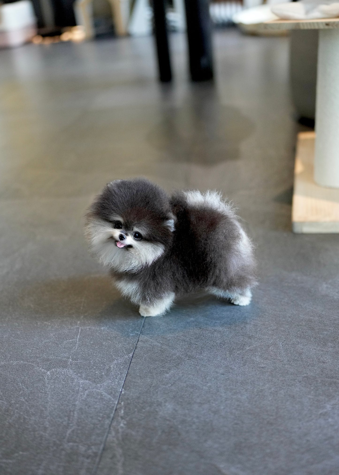Astro - Pomeranian (Black Tan)