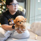 Nico - Maltipoo (Brown & White)
