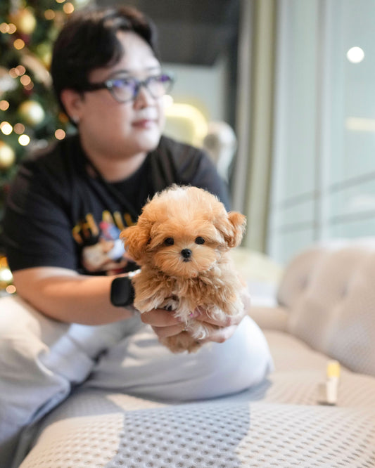 Nico - Maltipoo (Brown & White)