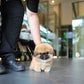 Miggy - Long Coat Pekingese (Sable)