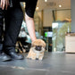 Miggy - Long Coat Pekingese (Sable)