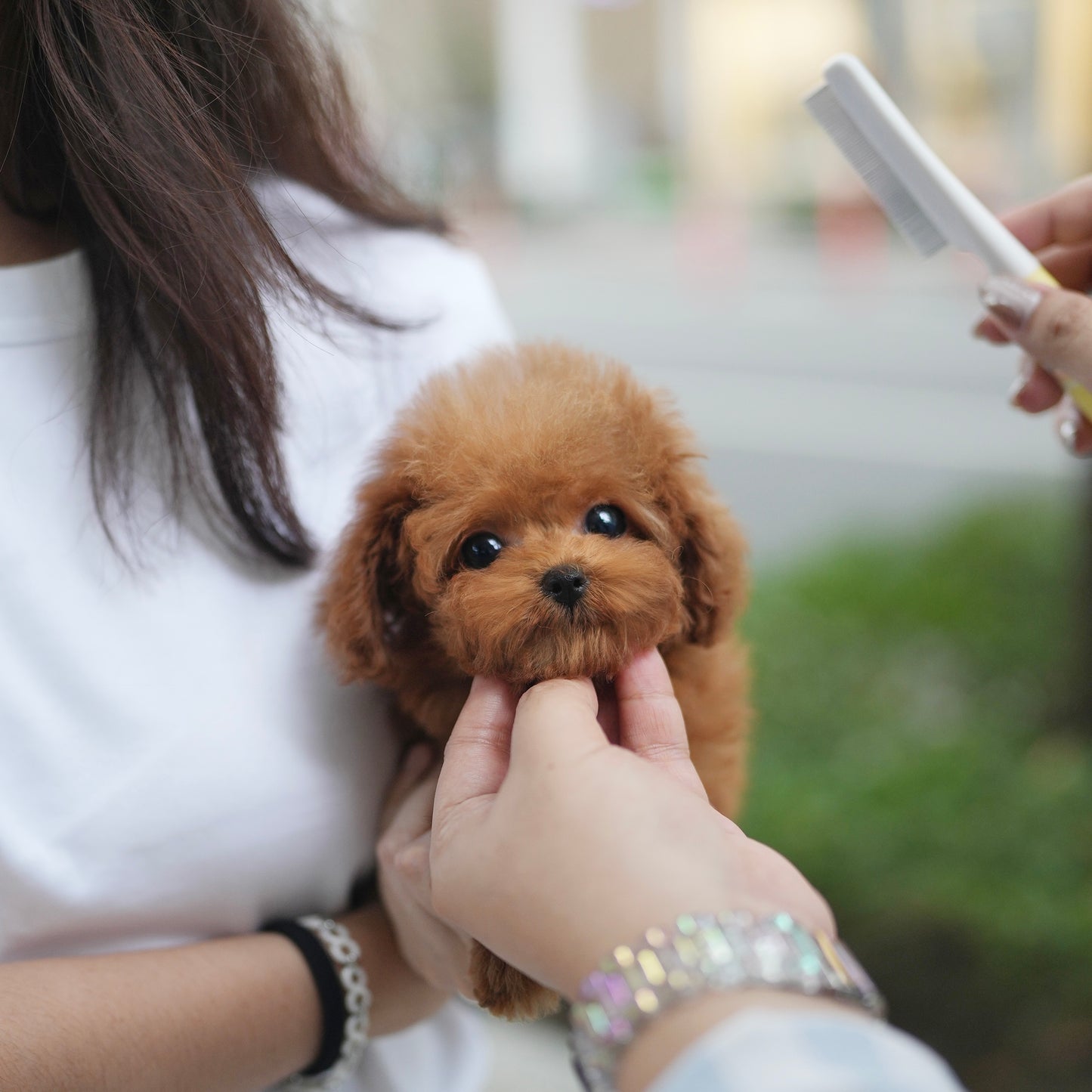 Luisa - Tiny Poodle (Red)