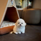 Boba - Mini Bichon (White)