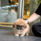 Miggy - Long Coat Pekingese (Sable)