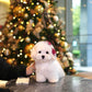 Fluffy - Coton de Tulear (White)