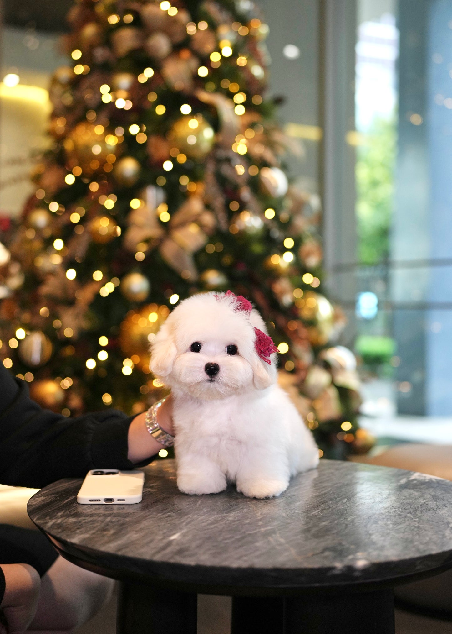 Fluffy - Coton de Tulear (White)