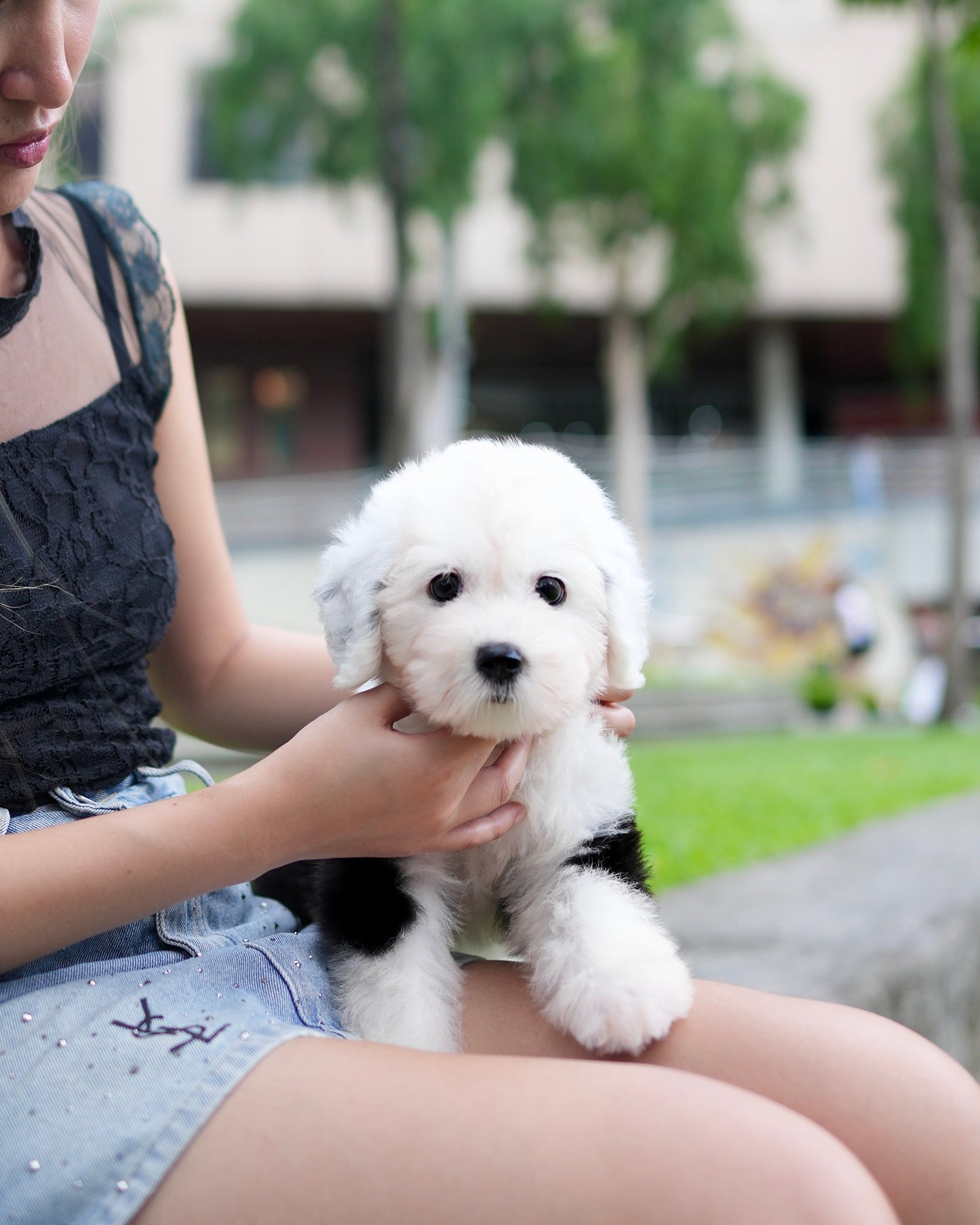 Aris - Old English Sheepdog (Black & White)