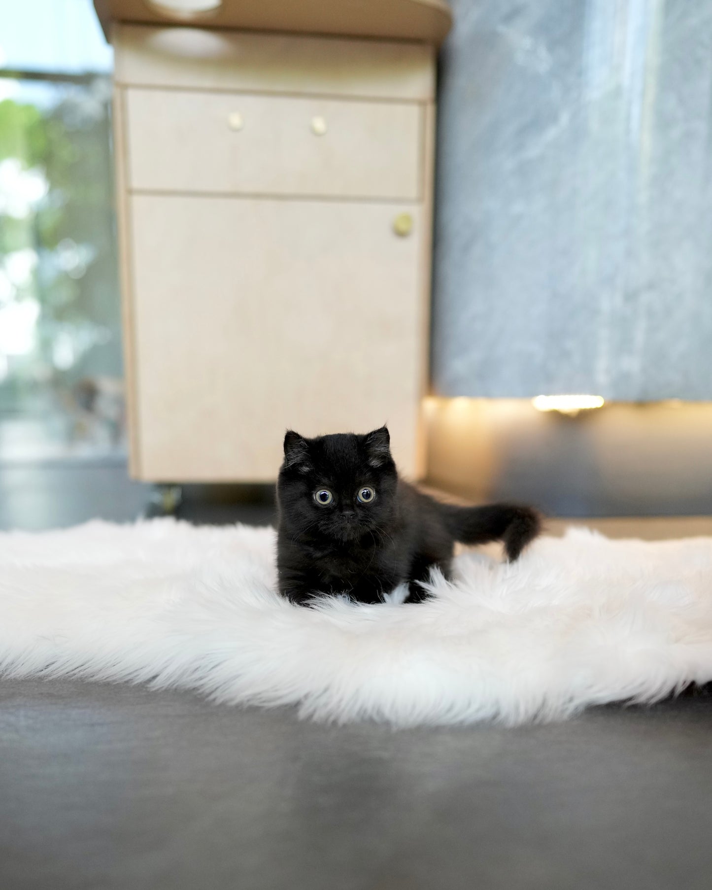 Luna - Munchkin (Black)