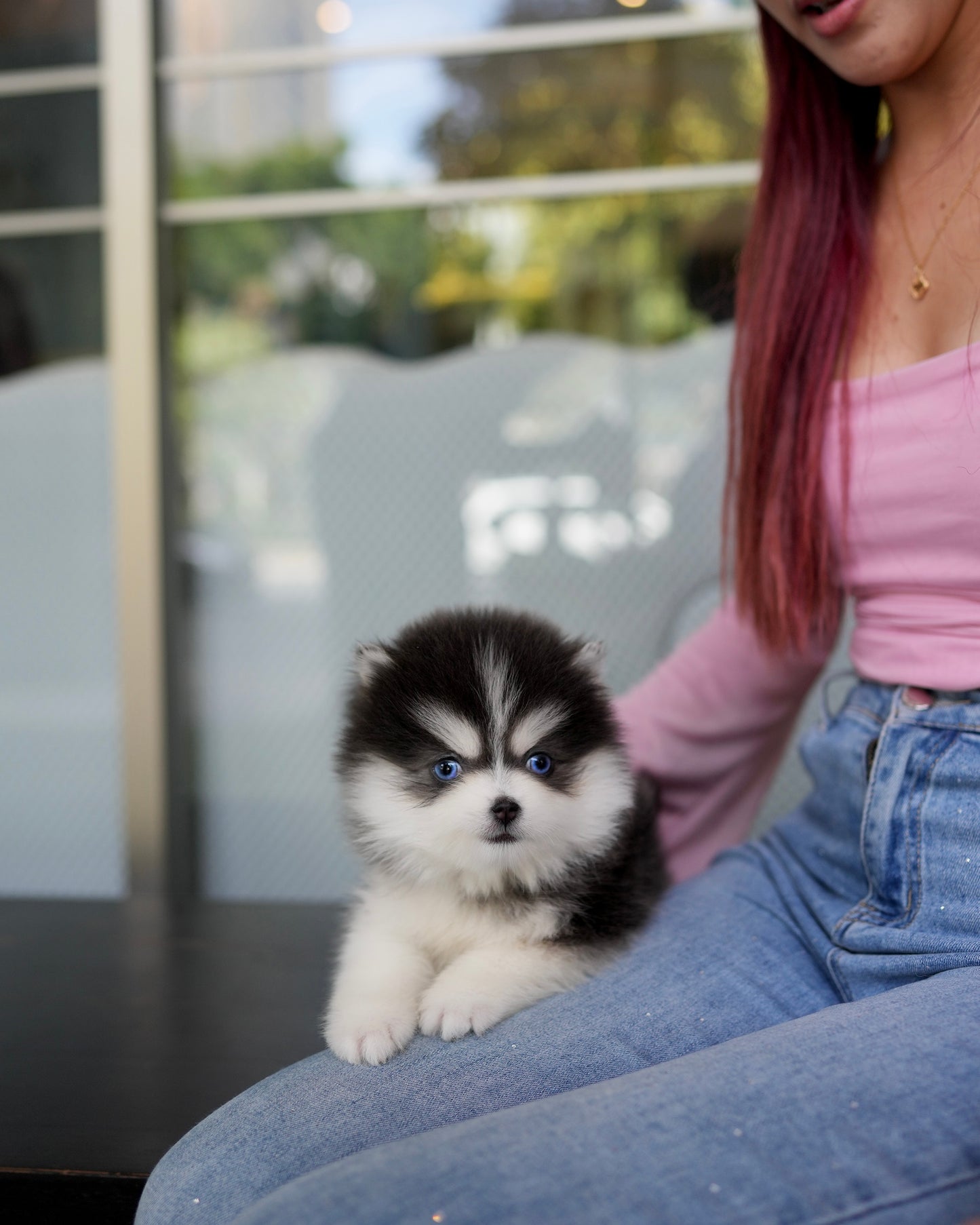 Rose - Mini Pomsky (Black & White)