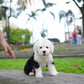 Aris - Old English Sheepdog (Black & White)