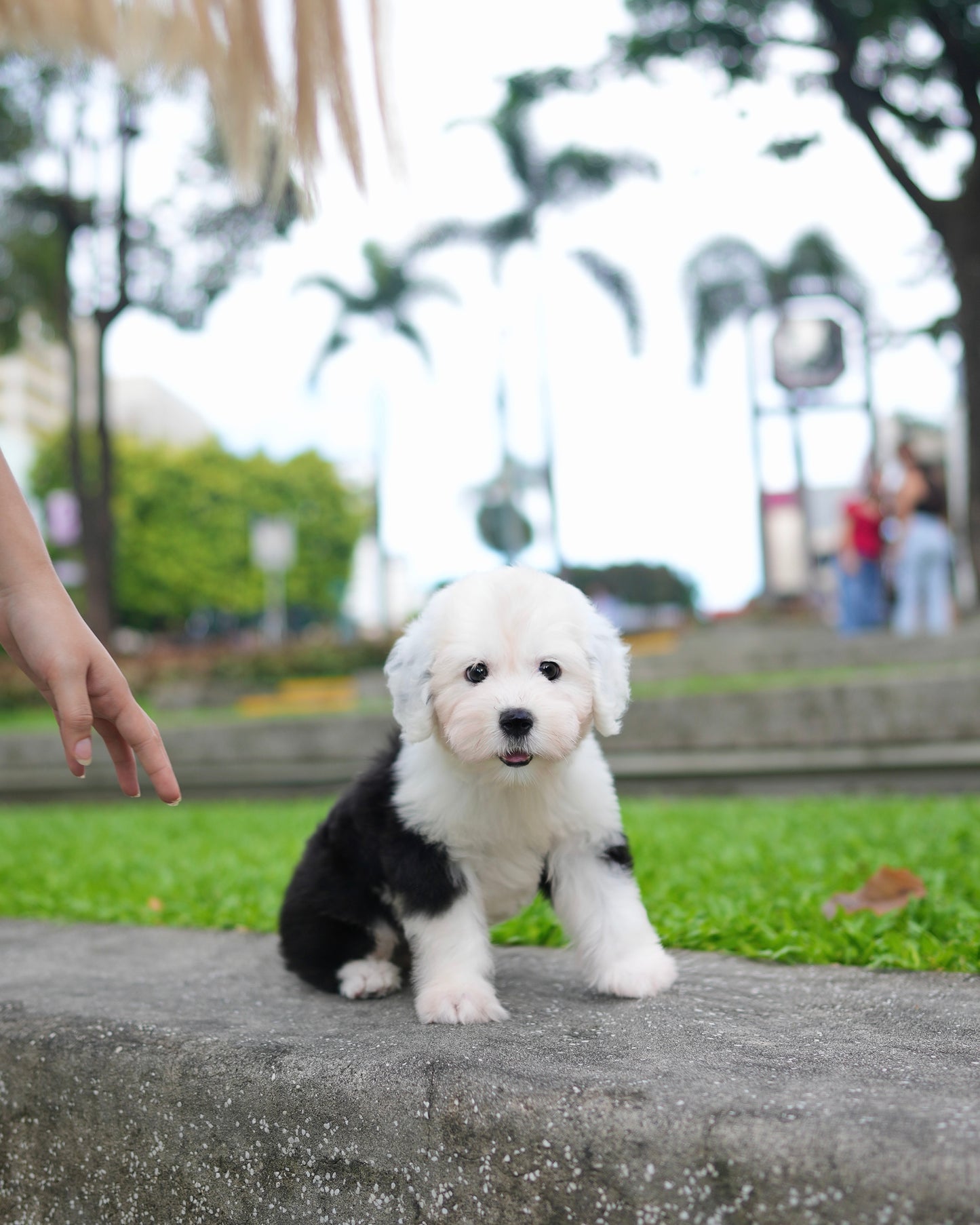 Aris - Old English Sheepdog (Black & White)