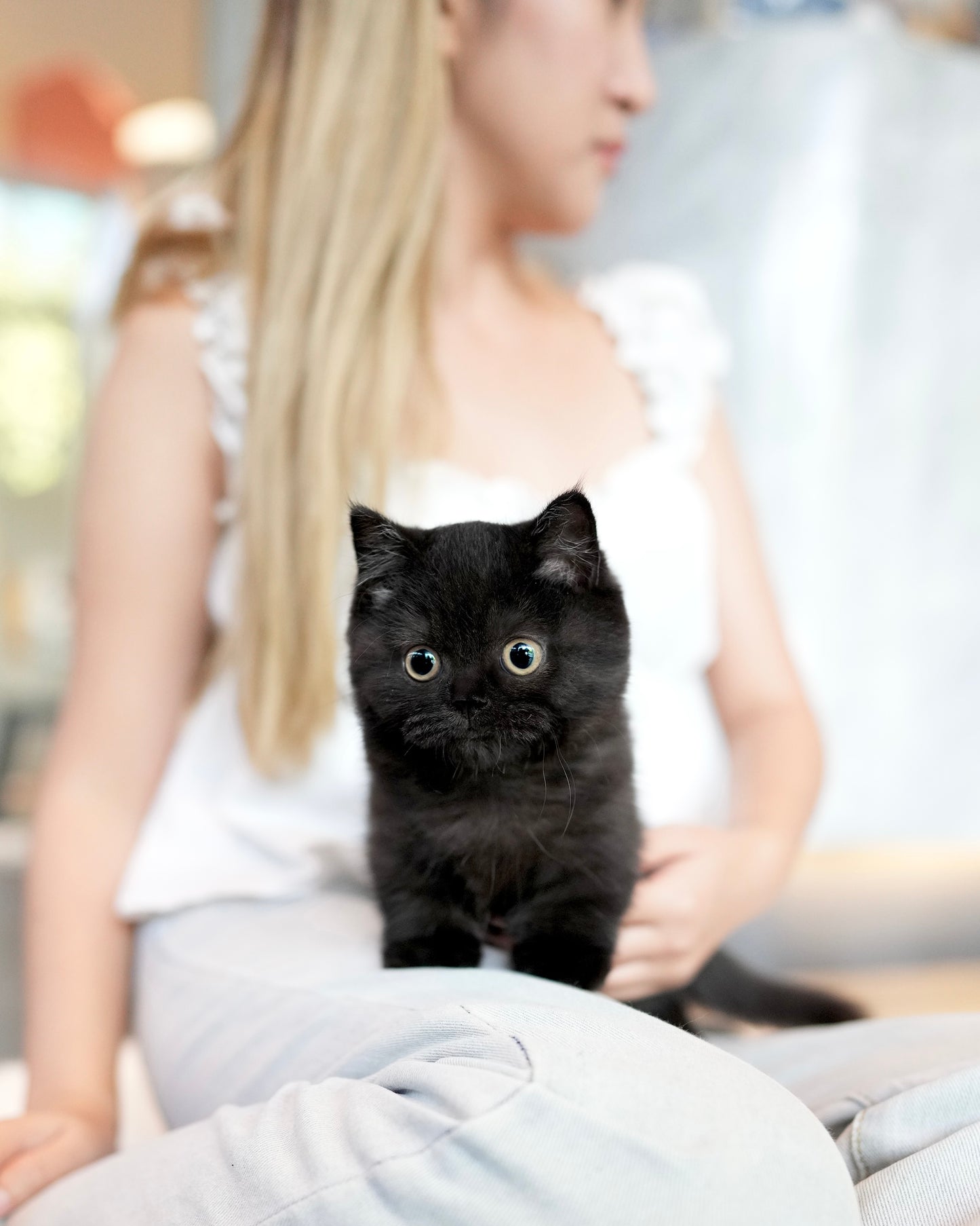 Luna - Munchkin (Black)