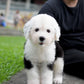 Aris - Old English Sheepdog (Black & White)