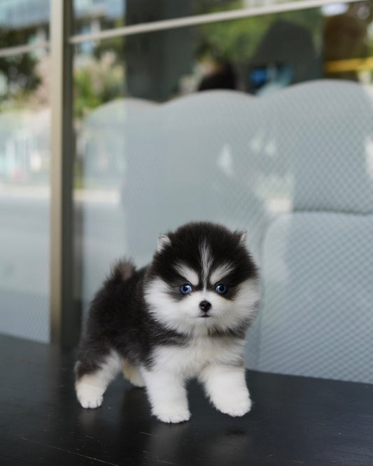 Rose - Mini Pomsky (Black & White)