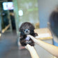 Brent - Tiny Poodle (Silver)