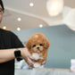 Kiwee - Maltipoo (Brown & White)