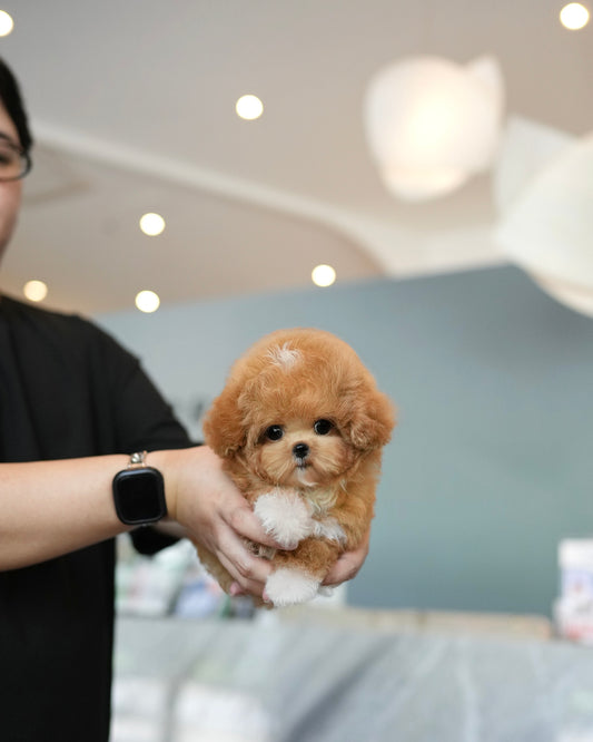 Kiwee - Maltipoo (Brown & White)