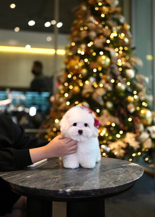 Fluffy - Coton de Tulear (White)