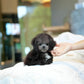 Brent - Tiny Poodle (Silver)