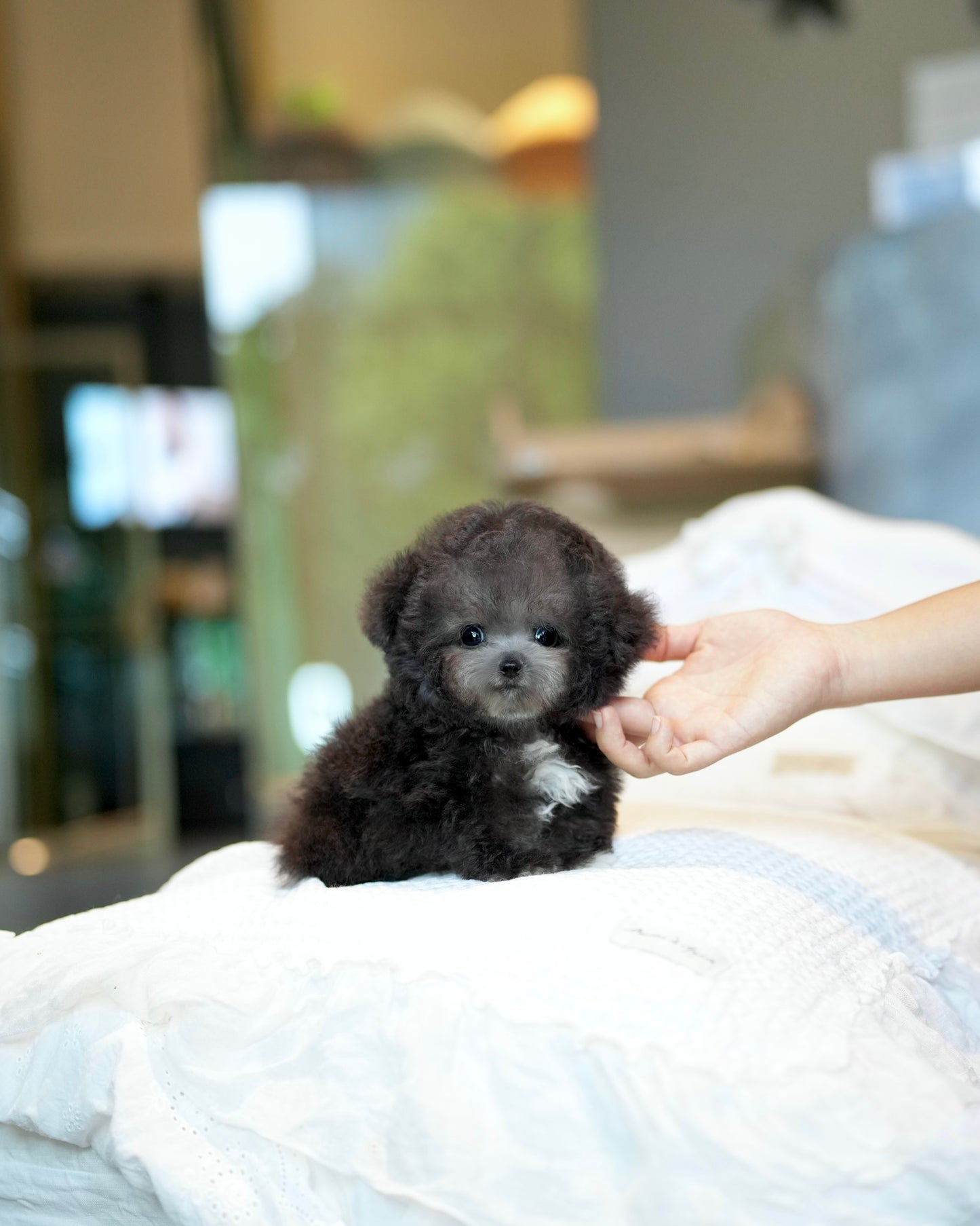 Brent - Tiny Poodle (Silver)