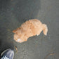 Rodel - Maltipoo (Brown & White)