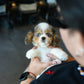 Astrid - Mini Golden Doodle (Blue Merle)