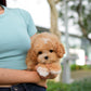 Rodel - Maltipoo (Brown & White)