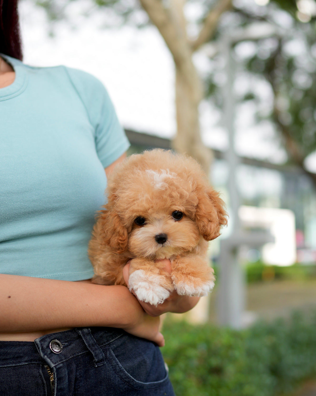 Rodel - Maltipoo (Brown & White)