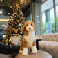 Mike - Giant Poodle (Brown & White)