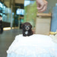 Brent - Tiny Poodle (Silver)