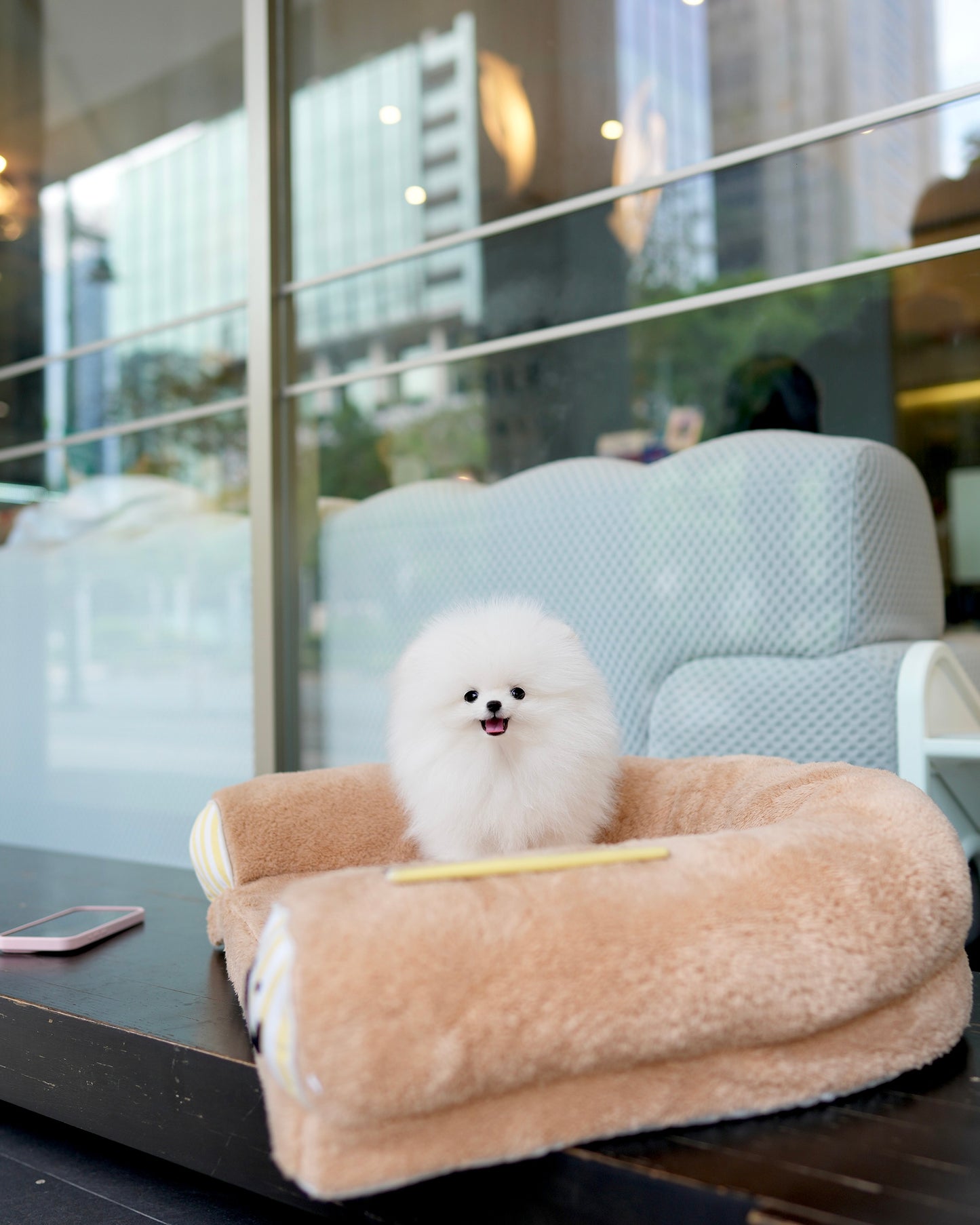 Dom - Pomeranian (White)