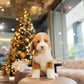 Mike - Giant Poodle (Brown & White)