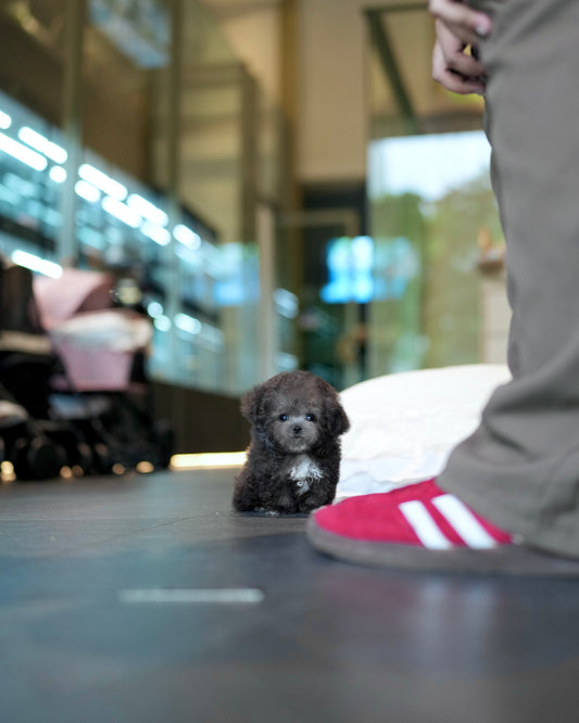 Brent - Tiny Poodle (Silver)