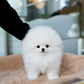 Dom - Pomeranian (White)