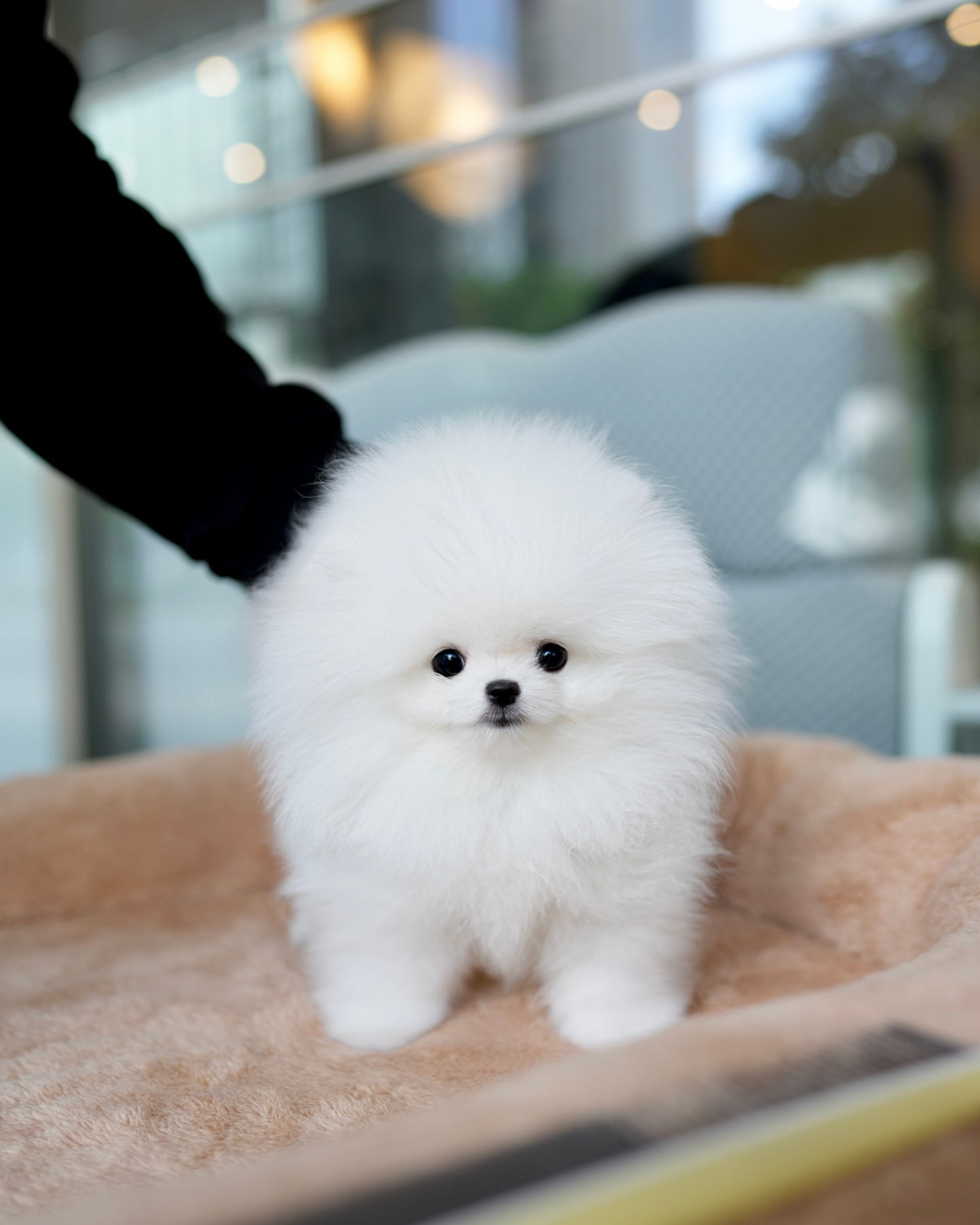 Dom - Pomeranian (White)