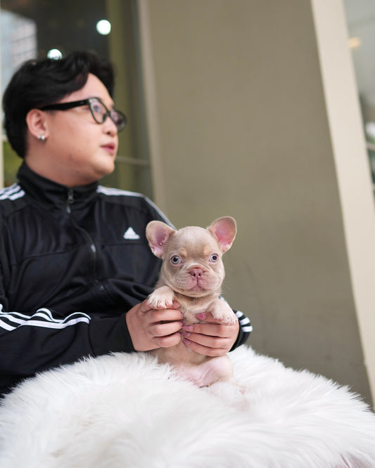 Audrey - French Bulldog (Lilac)