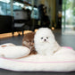 Tasha - Pomeranian (White)