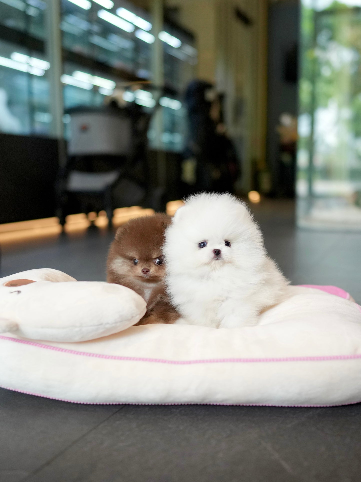 Tasha - Pomeranian (White)