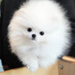 Kane - Pomeranian (White)