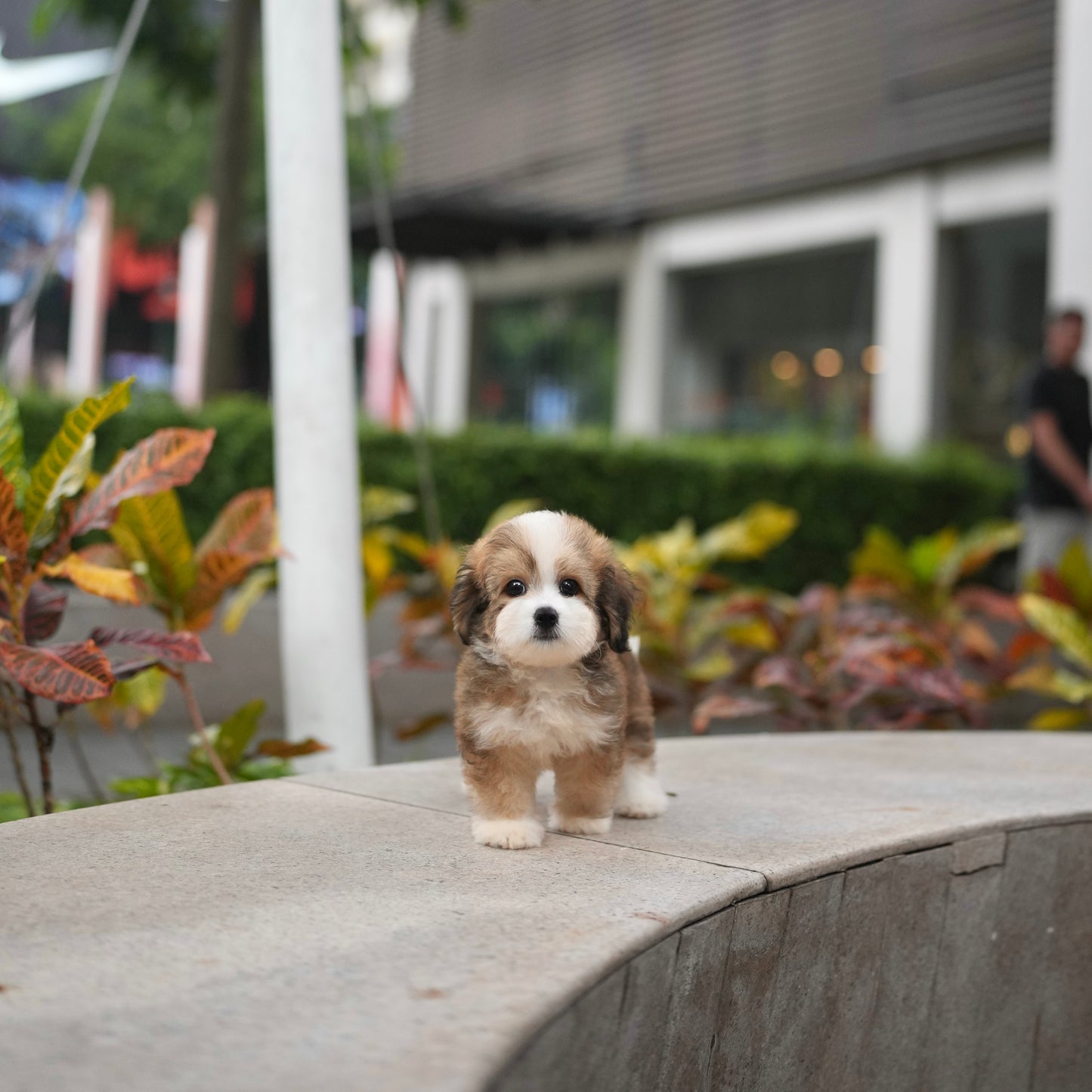 Emmy - Mini Golden Doodle (Parti)