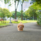 Rodel - Maltipoo (Brown & White)