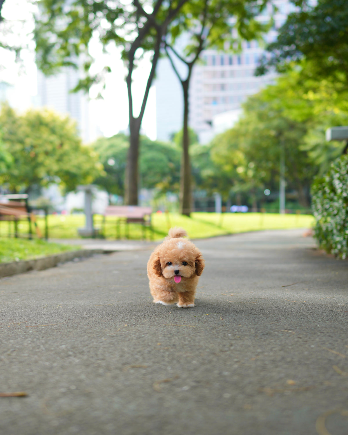 Rodel - Maltipoo (Brown & White)