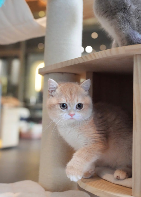 Nova - British Shorthair (Gold)