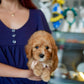 Jeni - Mini Golden Doodle (Brown)