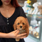 Jeni - Mini Golden Doodle (Brown)