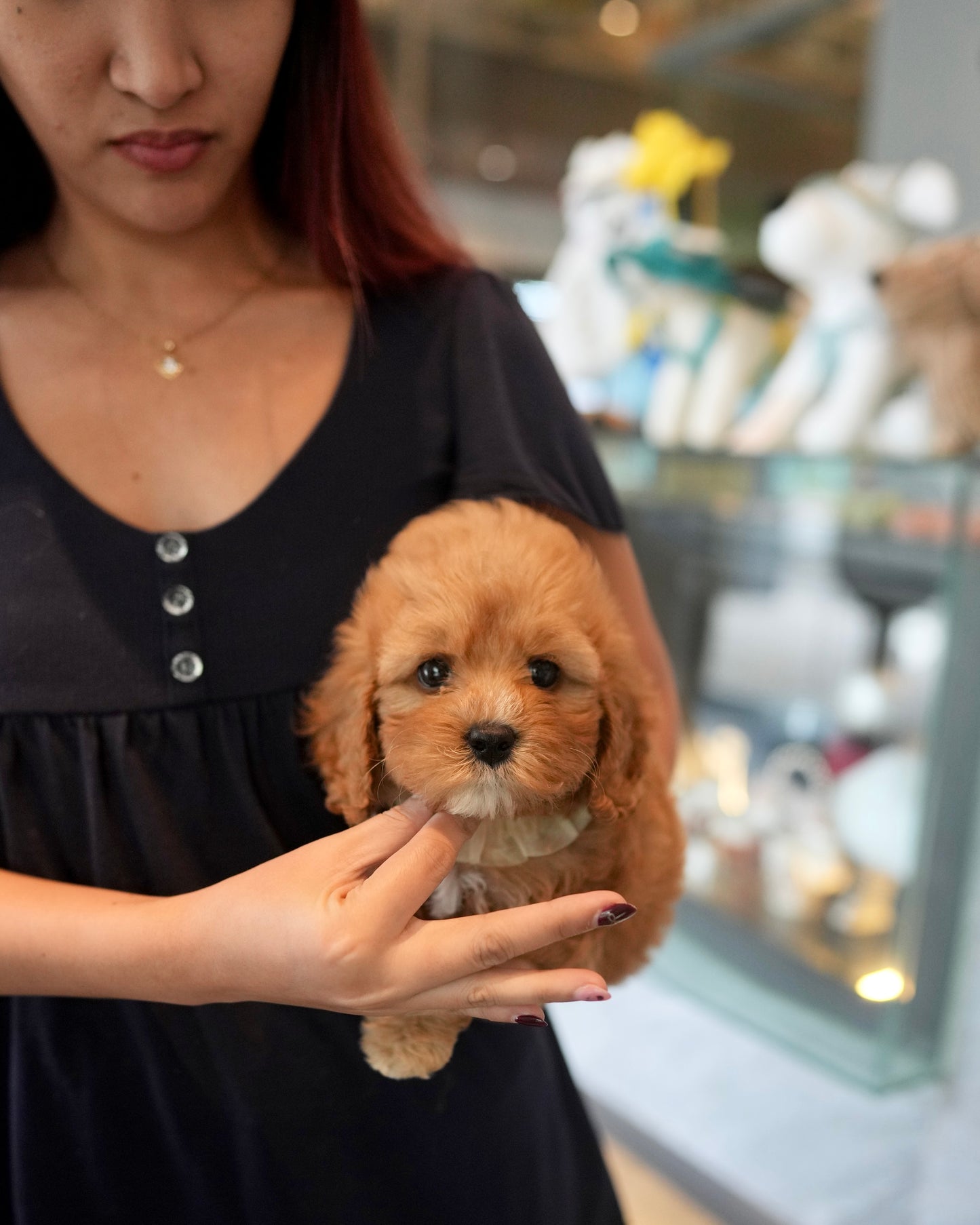 Jeni - Mini Golden Doodle (Brown)
