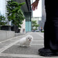 Rupert - Maltese (White)