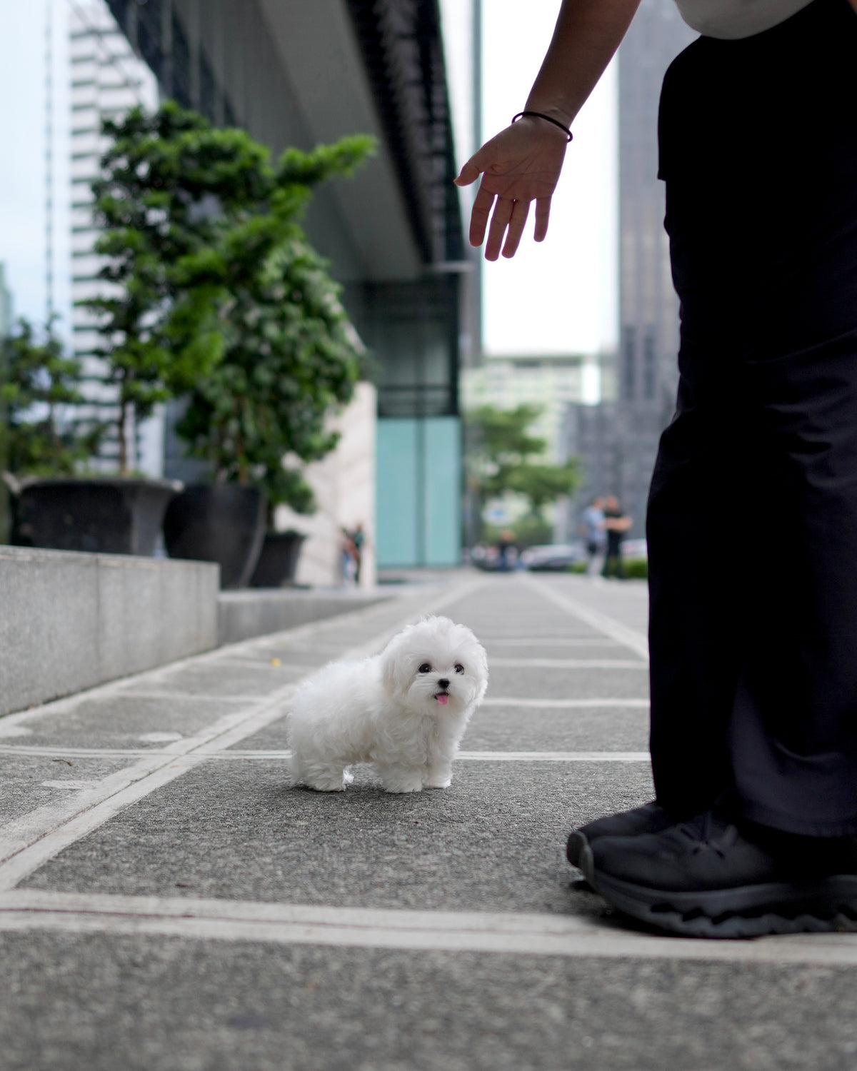 Rupert - Maltese (White)