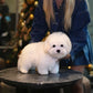 Fluffy - Coton de Tulear (White)