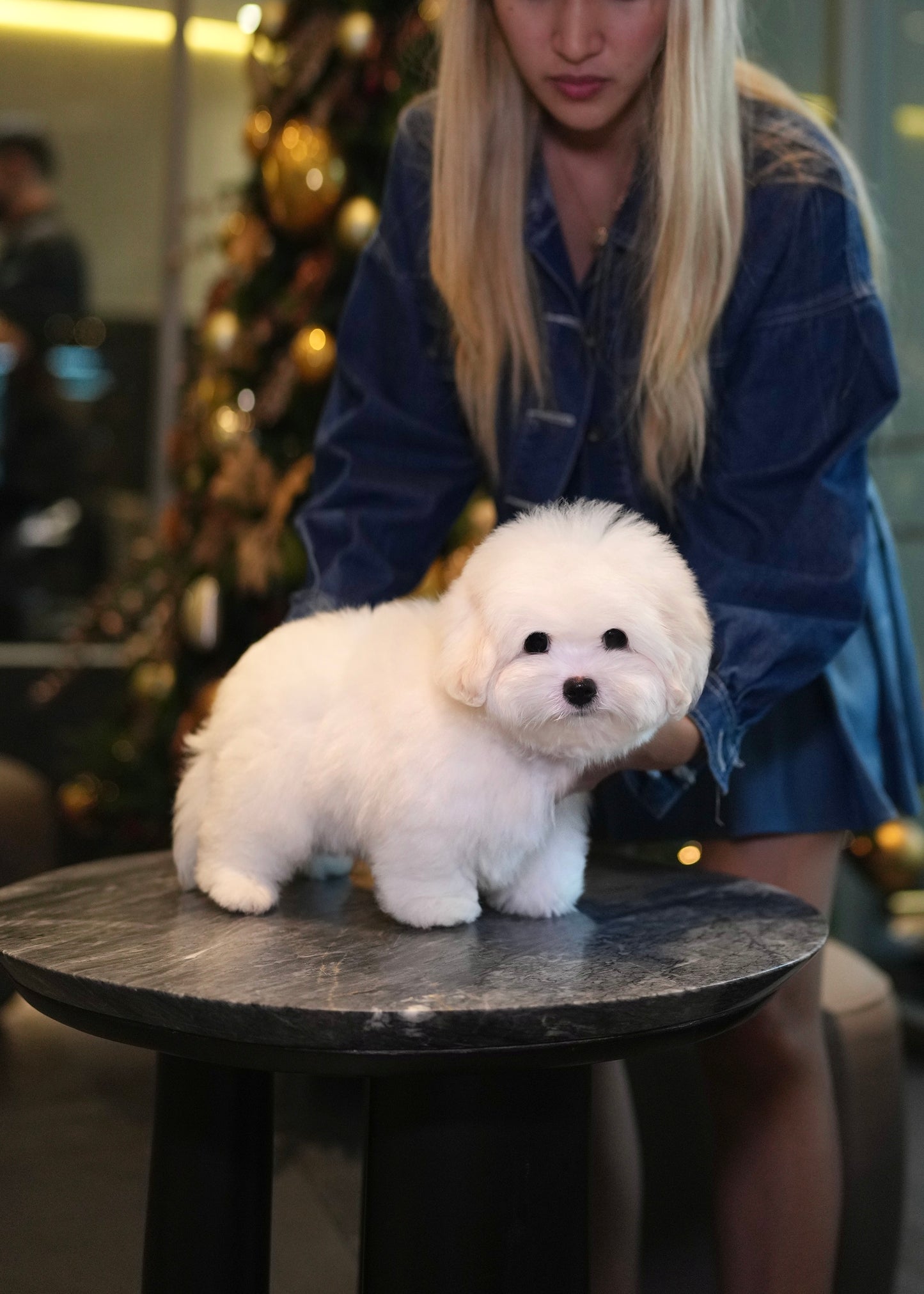 Fluffy - Coton de Tulear (White)